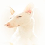 LilPvppy